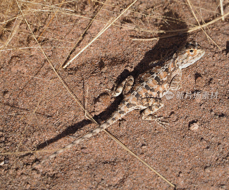 ground agama （Agama aculeata）